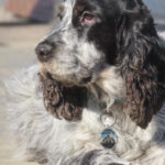 chienne de 7 qui a eu un accident de voiture cocker anglais qui va mieux grace a un séance d'ostéopathie animale