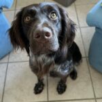 Vilya en bonne santé car elle a pu bénéficier de son soin ostéopathie animale chez elle