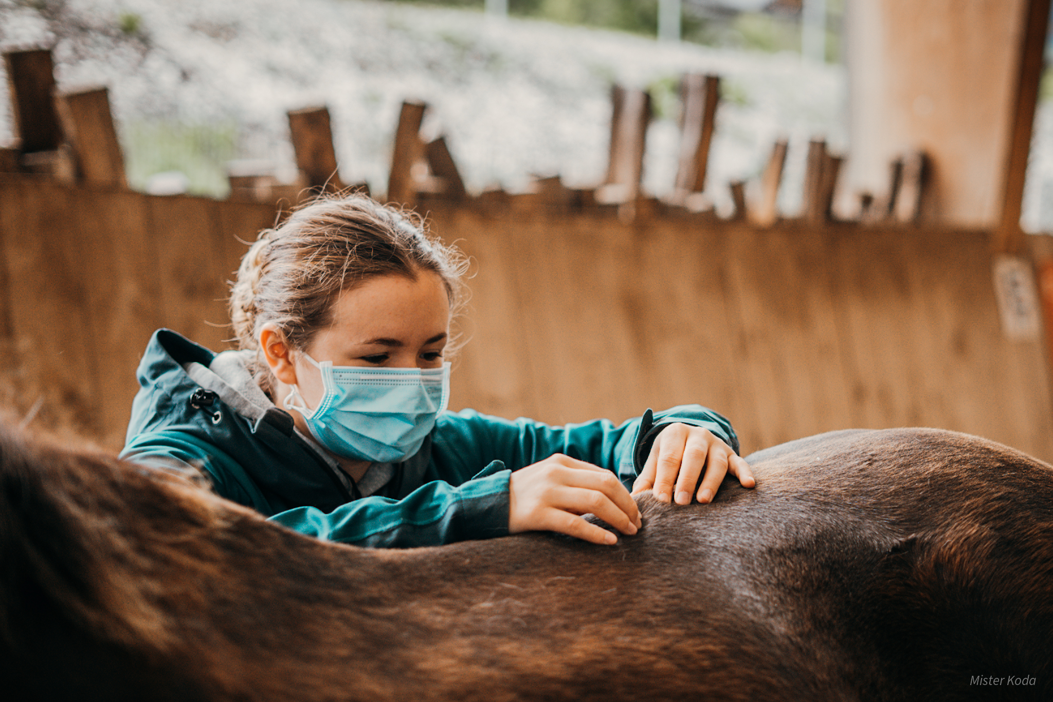ostéopathe diplomée et reconnue par des vétérinaire en train de manipuler le dos d'un cheval pour le soulager