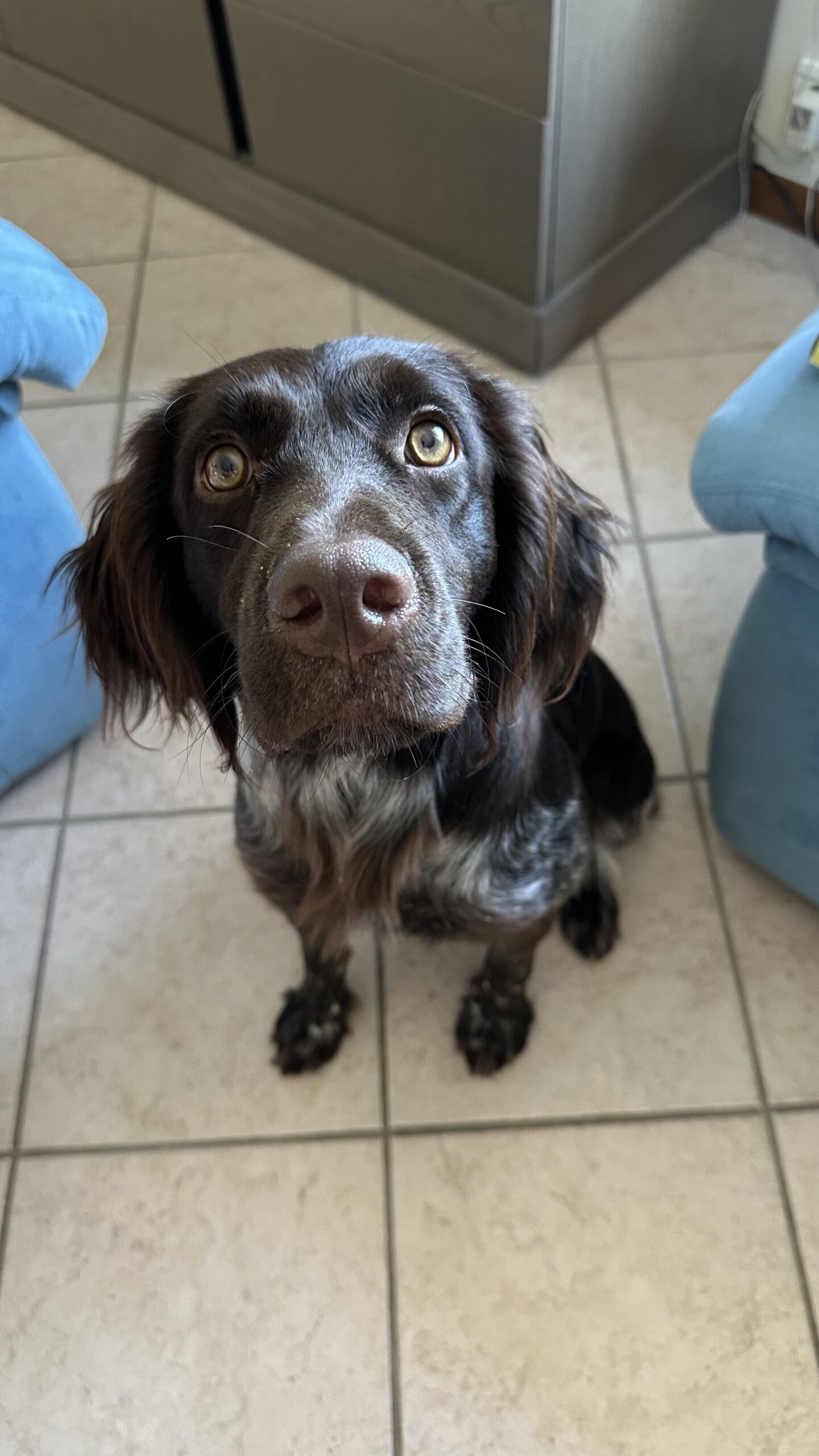 Vilya, chienne de chasse vu pour check up santé articulaire et physiologique