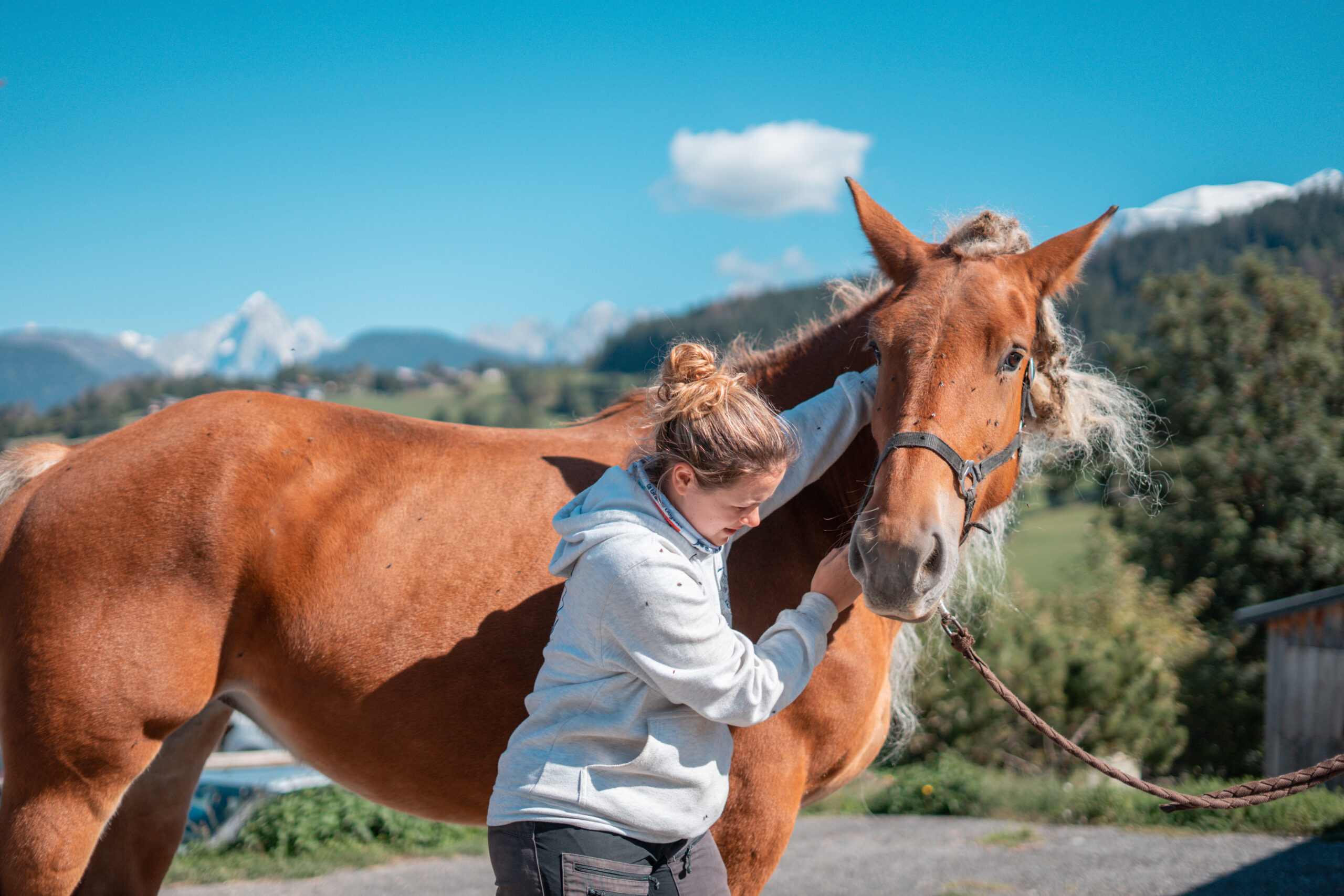 laura ostéopathe diplome de son ecole d'ostéopathie animale en train de traiter les cervicale d'un cheval d'attelage pour le soulager