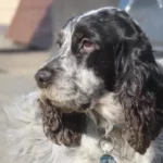chienne de 7 qui a eu un accident de voiture cocker anglais qui va mieux grace a un séance d'ostéopathie animale