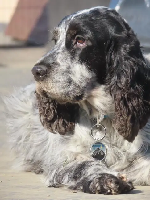 Vilya en bonne santé car elle a pu bénéficier de son soin ostéopathie animale chez elle