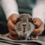 cochon d'inde ostéopathie animale santé en thérapie manuelle