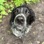 Bounty, chien setter croisé springer de 5 ans qui se démangeait, a pu être traité lors d'une séance d'ostéopathie chez lui