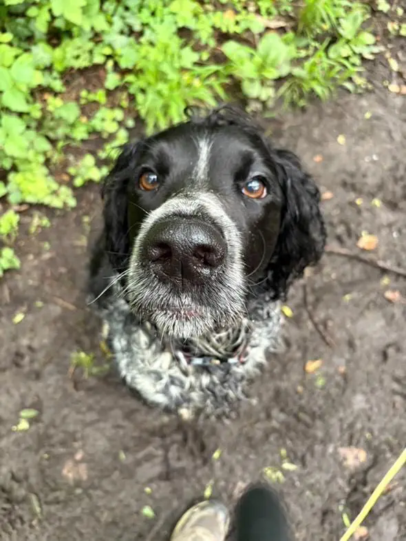Bounty, chien setter croisé springer de 5 ans qui se démangeait, a pu être traité lors d'une séance d'ostéopathie chez lui