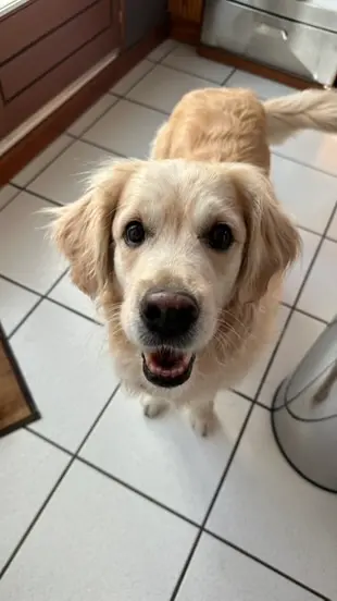 Calie, golden retriever senior qui fait de l'hypothyroidie a recu un bilan ostéopathique chez elle a annecy pour sa santé et sa biomecanique