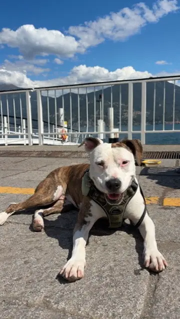 chien laya 1 an americain staff qui se repose suite à sa séance d'ostéopathie animale