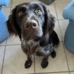 Vilya en bonne santé car elle a pu bénéficier de son soin ostéopathie animale chez elle