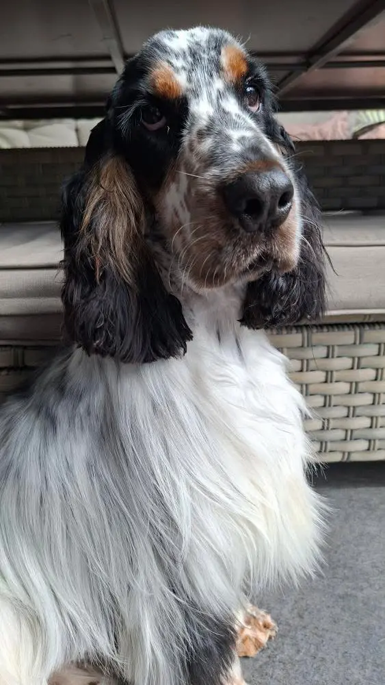 ostéopathe en train de manipuler un cheval dans un centre equestre en haute savoie
